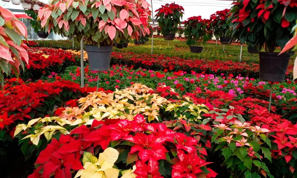 Inauguran el Festival de las Flores de Nochebuena en Paseo de la Reforma