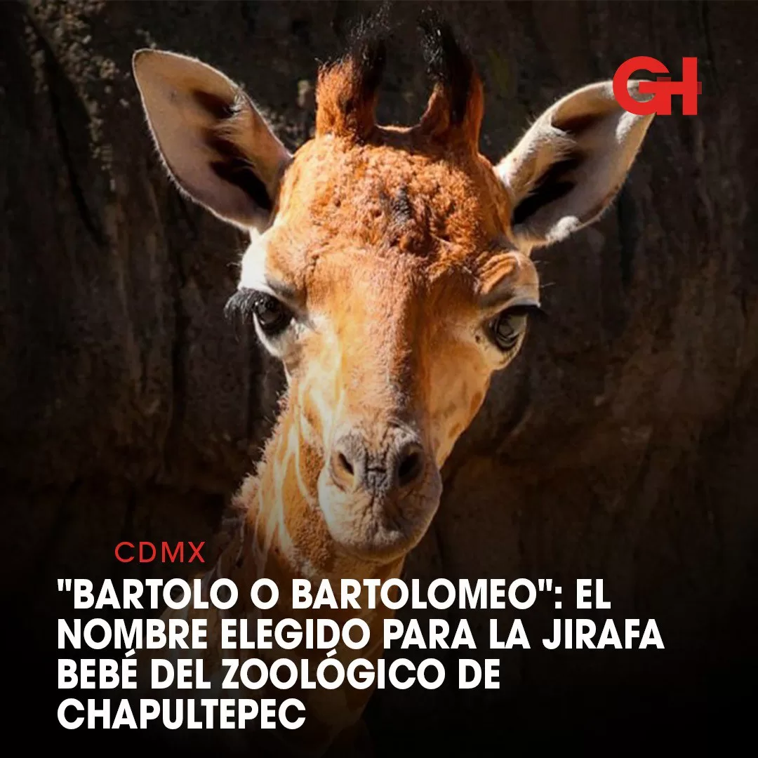 "Bartolo o Bartolomeo": El nombre elegido para la jirafa bebé del Zoológico de Chapultepec