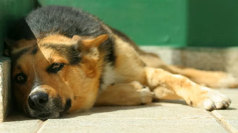 Protege a tus Mascotas del Golpe de Calor