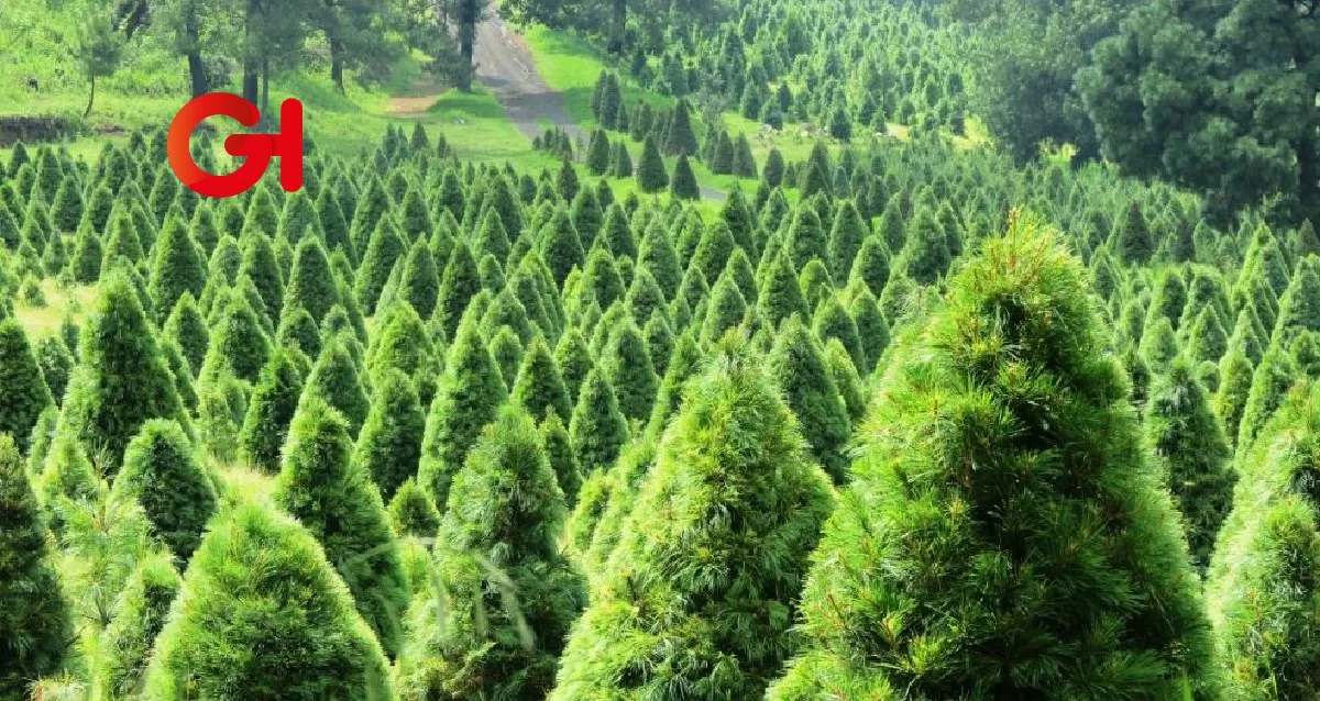 Beneficios de un árbol natural de Navidad